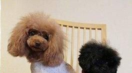 狗狗打什么疫苗？宠物狗疫苗怎么打