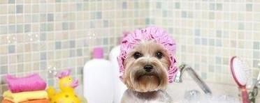 狗狗打什么疫苗？宠物狗疫苗怎么打