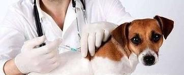 狗狗打什么疫苗？宠物狗疫苗怎么打