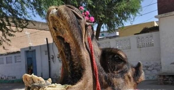 沙特骆驼选美中12头骆驼因何被禁赛？