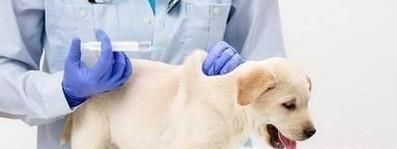 狗狗打什么疫苗？宠物狗疫苗怎么打