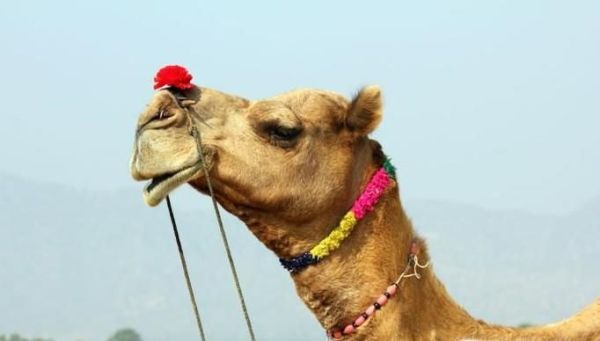 沙特骆驼选美中12头骆驼因何被禁赛？