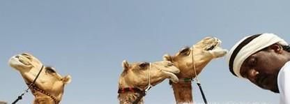 沙特骆驼选美中12头骆驼因何被禁赛？