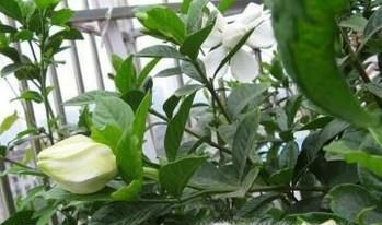 栀子花该怎么养？