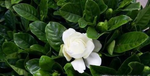 栀子花该怎么养？