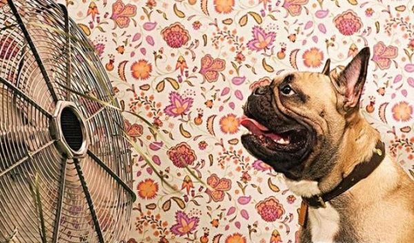 如何巧用小瓶矿泉水冰箱电风扇做土法空调降温