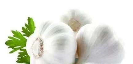 哪些食物存在避孕效果