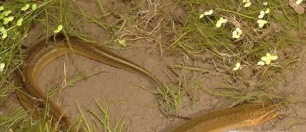 捉鱼经验谈：捉泥鳅的几种方法和技巧