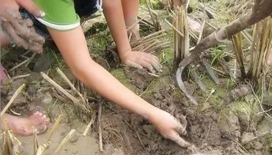 捉鱼经验谈：捉泥鳅的几种方法和技巧