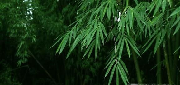 国宝大熊猫喜欢吃什么