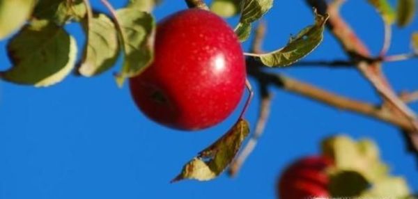 国宝大熊猫喜欢吃什么