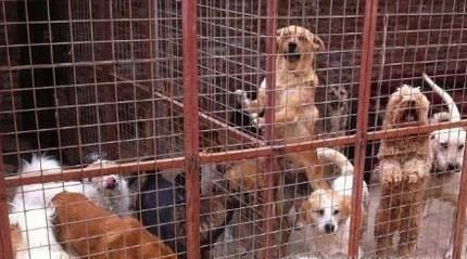 狗狗被偷了怎么办