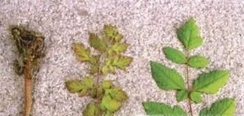 融雪盐会对道路两侧的土壤造成哪些影响