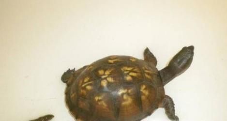 乌龟冬眠怎么养