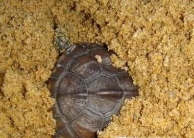 乌龟冬眠怎么养