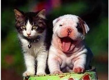 形容女孩子友谊的成语