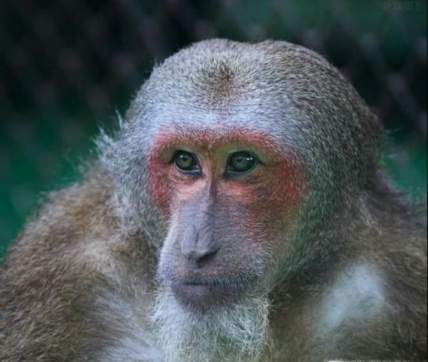 常见的猴子有哪些种类