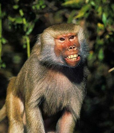 常见的猴子有哪些种类
