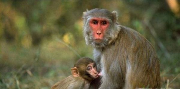 常见的猴子有哪些种类