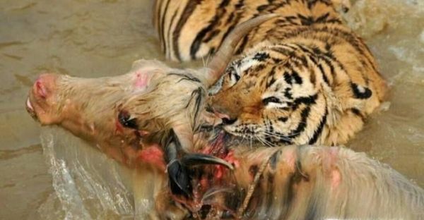 老虎和狮子谁更强