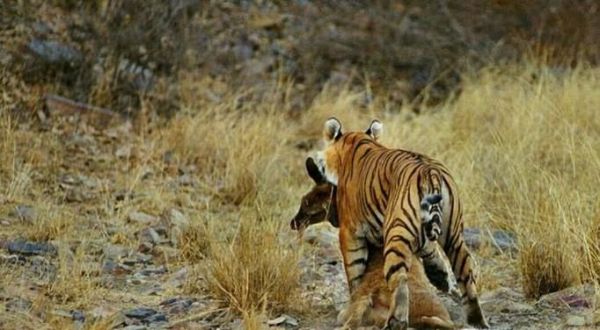 老虎和狮子谁更强