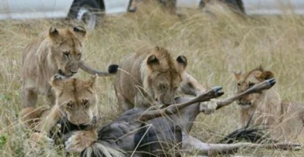 老虎和狮子谁更强