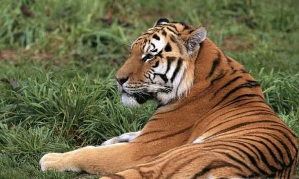 老虎和狮子谁更强