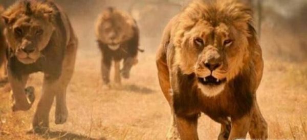 老虎和狮子谁更强