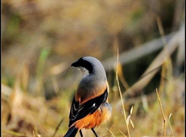 澳大利亚国徽图片大全,澳大利亚国徽有哪些动物