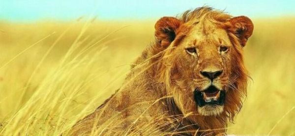 澳大利亚国徽图片大全,澳大利亚国徽有哪些动物