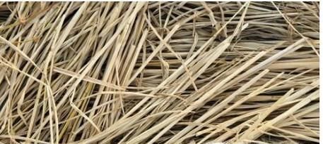 花草树木怎样过冬,怎样让花草树木好好过冬