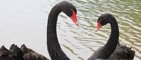 澳大利亚国徽图片大全,澳大利亚国徽有哪些动物