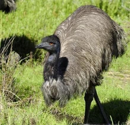 澳大利亚国徽图片大全,澳大利亚国徽有哪些动物