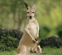 澳大利亚国徽图片大全,澳大利亚国徽有哪些动物