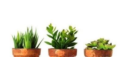 怎样让花草树木好好过冬？花草树木过冬用什么方法