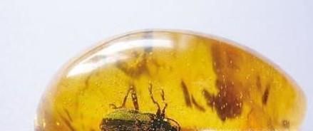 什么地方可以鉴定琥珀,去哪里能鉴定琥珀的价值