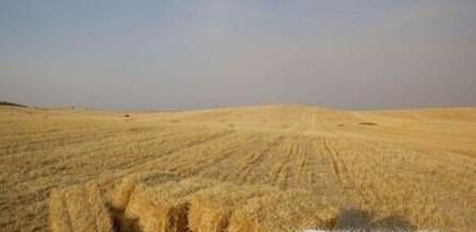 怎样让花草树木好好过冬？花草树木过冬用什么方法