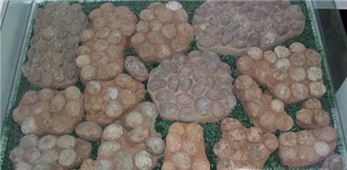 恐龙蛋化石我国地域分布,恐龙蛋化石在我国潜在的分布地域有哪些