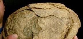 恐龙蛋化石我国地域分布,恐龙蛋化石在我国潜在的分布地域有哪些