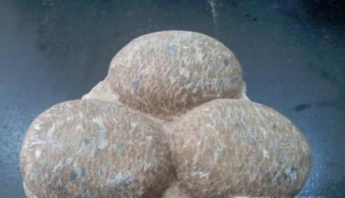 恐龙蛋化石我国地域分布,恐龙蛋化石在我国潜在的分布地域有哪些