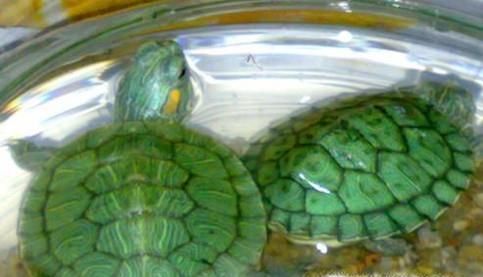 巴西龟冬眠要放水吗？巴西龟冬眠怎么养