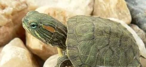 巴西龟冬眠要放水吗？巴西龟冬眠怎么养