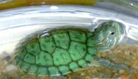 巴西龟冬眠要放水吗？巴西龟冬眠怎么养