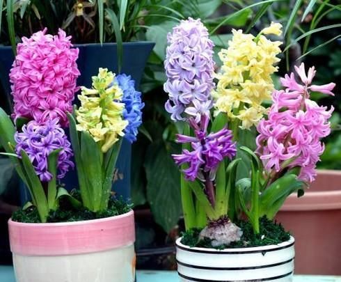 风信子怎么土养