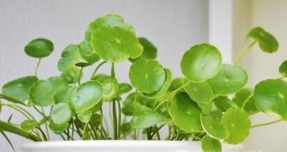 在冬天怎么养殖铜钱草