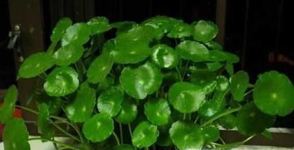 在冬天怎么养殖铜钱草