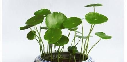 在冬天怎么养殖铜钱草