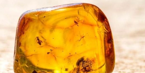 琥珀的在我国的产地有哪些