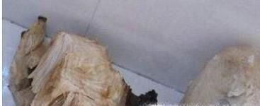 野生太岁肉灵芝有什么作用和用途