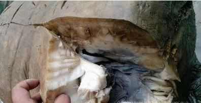 太岁的使用方法及功效